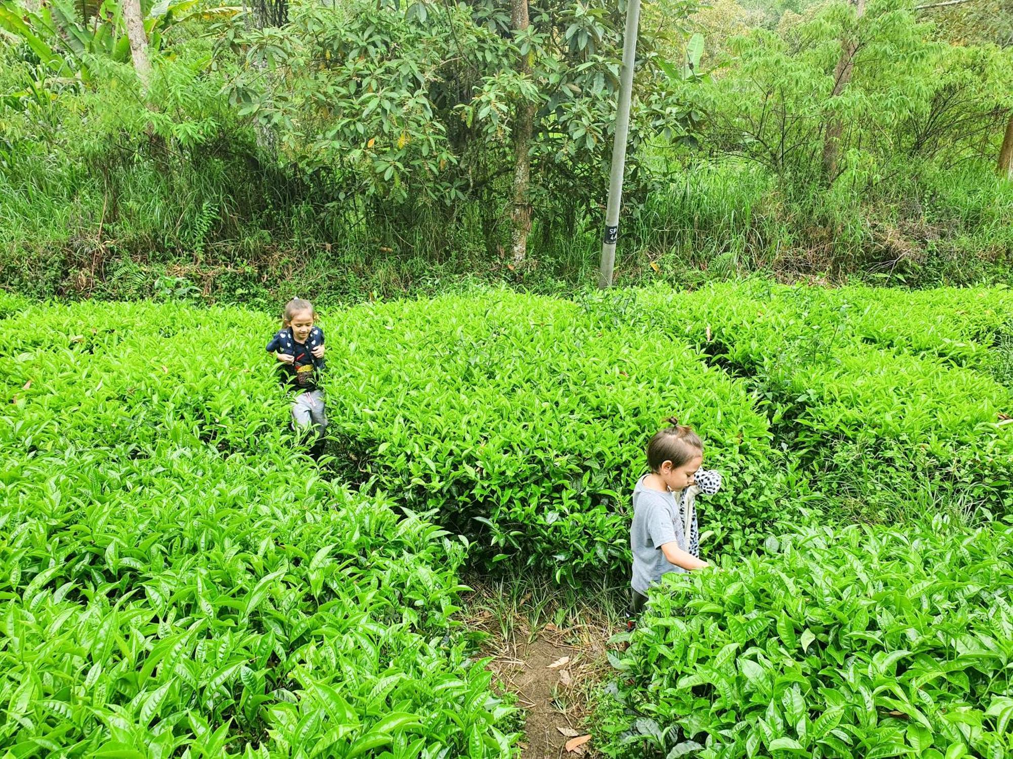 Mossy Forest Family Retreat Ii, 2-8 Pax, Cameron Highlands Buitenkant foto